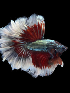 Male Rosetail - Fancy Copper #1015 - Live Betta Fish