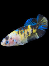 Load image into Gallery viewer, Female Halfmoon Plakat - Yellow Galaxy #1016 - Live Betta Fish
