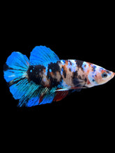 Load image into Gallery viewer, Male Halfmoon Plakat - Galaxy #1017 - Live Betta Fish
