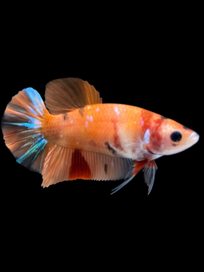 Female Halfmoon Plakat - Galaxy #1018 - Live Betta Fish
