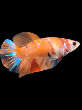 Load image into Gallery viewer, Female Halfmoon Plakat - Galaxy #1018 - Live Betta Fish
