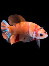 Load image into Gallery viewer, Female Halfmoon Plakat - Galaxy #1018 - Live Betta Fish
