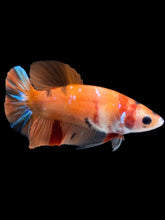 Load image into Gallery viewer, Female Halfmoon Plakat - Galaxy #1018 - Live Betta Fish
