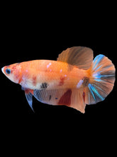 Load image into Gallery viewer, Female Halfmoon Plakat - Galaxy #1018 - Live Betta Fish

