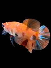 Load image into Gallery viewer, Female Halfmoon Plakat - Galaxy #1018 - Live Betta Fish
