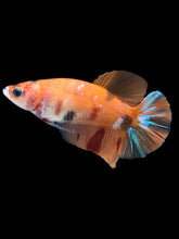 Load image into Gallery viewer, Female Halfmoon Plakat - Galaxy #1018 - Live Betta Fish
