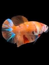 Load image into Gallery viewer, Female Halfmoon Plakat - Galaxy #1018 - Live Betta Fish

