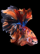 Load image into Gallery viewer, Male Rosetail - Multicolor #1019 - Live Betta Fish

