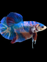 Load image into Gallery viewer, GIANT Male Halfmoon Plakat - Blue Galaxy #101 - Live Betta Fish
