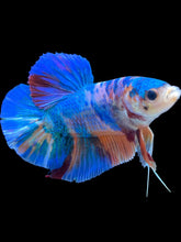Load image into Gallery viewer, GIANT Male Halfmoon Plakat - Blue Galaxy #101 - Live Betta Fish
