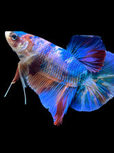 Load image into Gallery viewer, GIANT Male Halfmoon Plakat - Blue Galaxy #101 - Live Betta Fish
