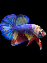 Load image into Gallery viewer, Male Halfmoon Plakat - Multicolor #1020 - Live Betta Fish
