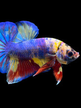 Load image into Gallery viewer, Male Halfmoon Plakat - Multicolor #1020 - Live Betta Fish
