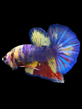 Load image into Gallery viewer, Male Halfmoon Plakat - Multicolor #1020 - Live Betta Fish
