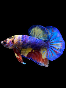 Male Halfmoon Plakat - Multicolor #1020 - Live Betta Fish