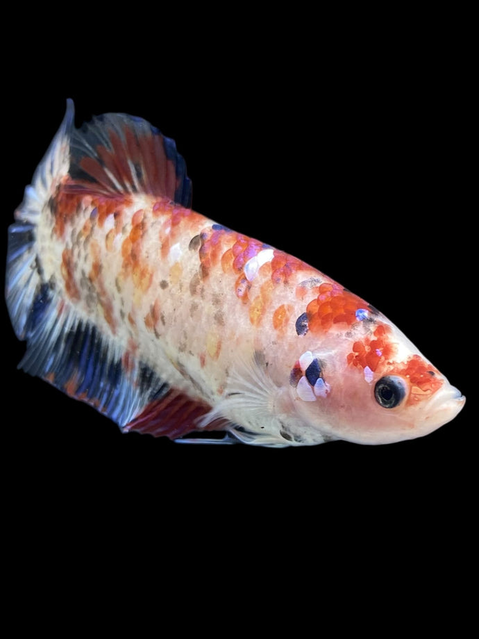 GIANT Female Halfmoon Plakat - Galaxy #1021 Live Betta Fish