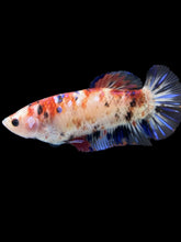 Load image into Gallery viewer, GIANT Female Halfmoon Plakat - Galaxy #1021 Live Betta Fish
