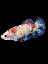 Load image into Gallery viewer, GIANT Female Halfmoon Plakat - Galaxy #1021 Live Betta Fish
