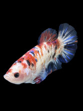 Load image into Gallery viewer, GIANT Female Halfmoon Plakat - Galaxy #1021 Live Betta Fish
