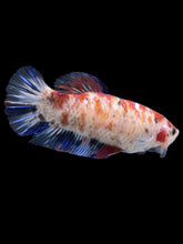 Load image into Gallery viewer, GIANT Female Halfmoon Plakat - Galaxy #1021 Live Betta Fish
