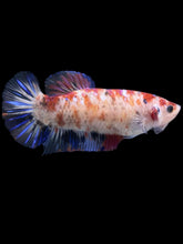 Load image into Gallery viewer, GIANT Female Halfmoon Plakat - Galaxy #1021 Live Betta Fish
