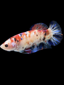 GIANT Female Halfmoon Plakat - Galaxy #1021 Live Betta Fish