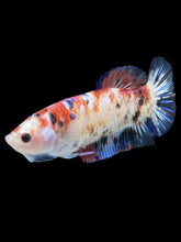 Load image into Gallery viewer, GIANT Female Halfmoon Plakat - Galaxy #1021 Live Betta Fish
