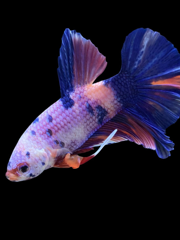 GIANT Male Halfmoon Plakat - Purple Candy #1022 - Live Betta Fish