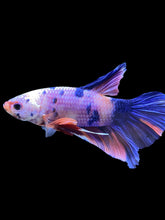 Load image into Gallery viewer, GIANT Male Halfmoon Plakat - Purple Candy #1022 - Live Betta Fish
