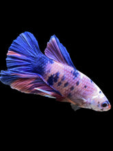 Load image into Gallery viewer, GIANT Male Halfmoon Plakat - Purple Candy #1022 - Live Betta Fish
