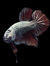 Load image into Gallery viewer, GIANT Male Halfmoon Plakat - Copper #1023 - Live Betta Fish
