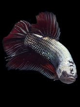 Load image into Gallery viewer, GIANT Male Halfmoon Plakat - Copper #1023 - Live Betta Fish
