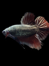 Load image into Gallery viewer, GIANT Male Halfmoon Plakat - Copper #1023 - Live Betta Fish
