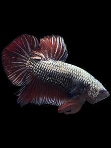 GIANT Male Halfmoon Plakat - Copper #1023 - Live Betta Fish