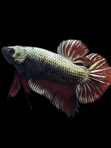 GIANT Male Halfmoon Plakat - Copper #1023 - Live Betta Fish