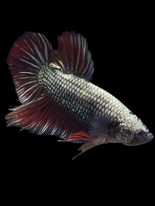 GIANT Male Halfmoon Plakat - Copper #1023 - Live Betta Fish