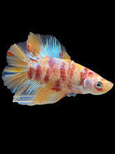 Load image into Gallery viewer, Male Double Tail - Candy Nemo #1031 - Live Betta Fish
