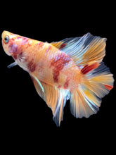 Load image into Gallery viewer, Male Double Tail - Candy Nemo #1031 - Live Betta Fish
