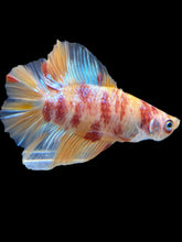 Load image into Gallery viewer, Male Double Tail - Candy Nemo #1031 - Live Betta Fish
