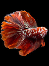 Load image into Gallery viewer, Male Halfmoon - Red Gold Glitter #103 - Live Betta Fish (XL TAIL)
