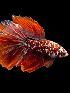 Male Halfmoon - Red Gold Glitter #103 - Live Betta Fish (XL TAIL)