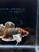Load image into Gallery viewer, Male Halfmoon Plakat - Dumbo Candy Copper #1044 - Live Betta Fish
