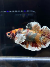 Load image into Gallery viewer, Male Halfmoon Plakat - Dumbo Candy Copper #1044 - Live Betta Fish
