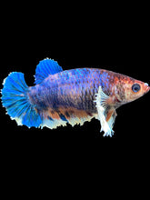 Load image into Gallery viewer, Female Halfmoon Plakat - Candy Dumbo #1048 - Live Betta Fish
