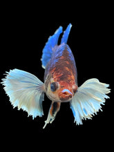 Load image into Gallery viewer, Female Halfmoon Plakat - Candy Dumbo #1048 - Live Betta Fish
