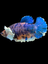Load image into Gallery viewer, Female Halfmoon Plakat - Candy Dumbo #1048 - Live Betta Fish
