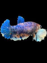 Load image into Gallery viewer, Female Halfmoon Plakat - Candy Dumbo #1048 - Live Betta Fish
