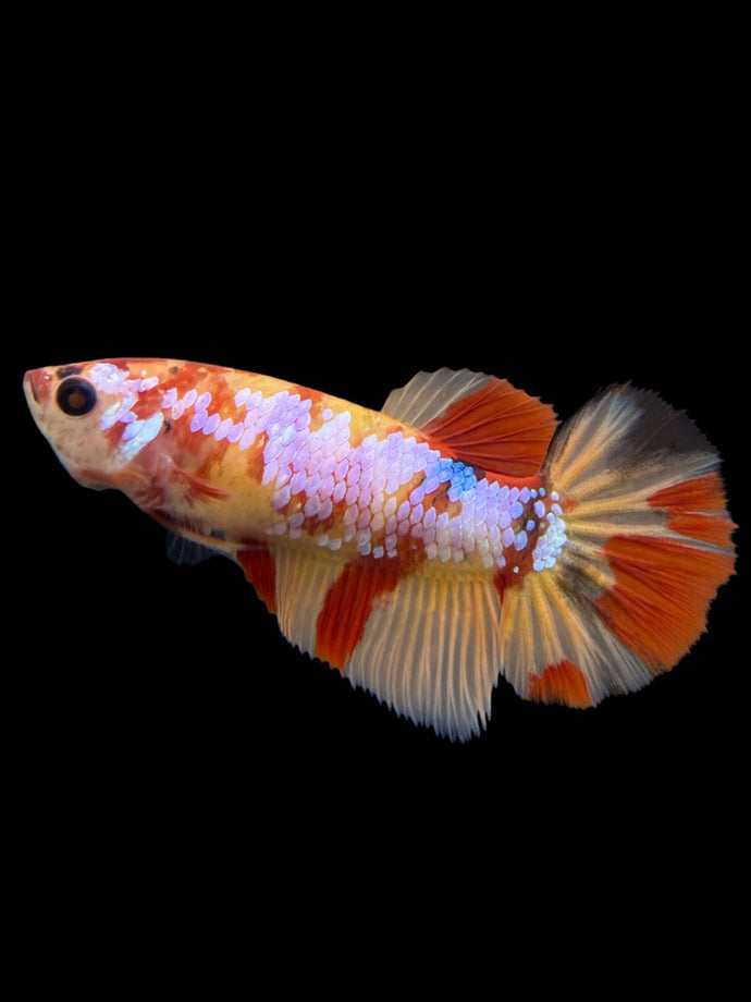 Female Halfmoon Plakat - Candy Nemo #104 - Live Betta Fish