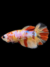 Load image into Gallery viewer, Female Halfmoon Plakat - Candy Nemo #104 - Live Betta Fish
