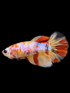 Female Halfmoon Plakat - Candy Nemo #104 - Live Betta Fish